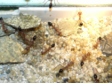 Myrmecia pavida