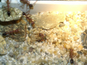 Myrmecia pavida