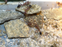Myrmecia pavida