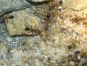 Myrmecia pavida