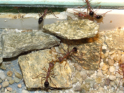 Myrmecia pavida