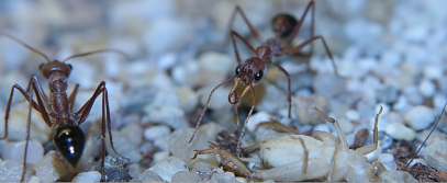 Myrmecia pavida