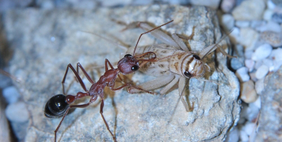Myrmecia pavida