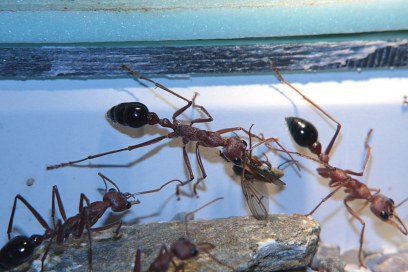 Myrmecia pavida