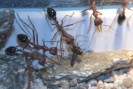Myrmecia pavida