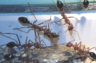 Myrmecia pavida