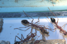 Myrmecia pavida