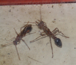 Myrmecia pavida