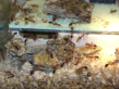 Myrmecia pavida