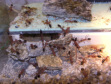 Myrmecia pavida