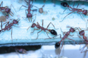Myrmecia pavida
