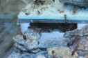 Myrmecia pavida