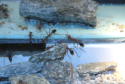 Myrmecia pavida