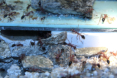 Myrmecia pavida