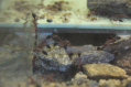 Myrmecia pavida