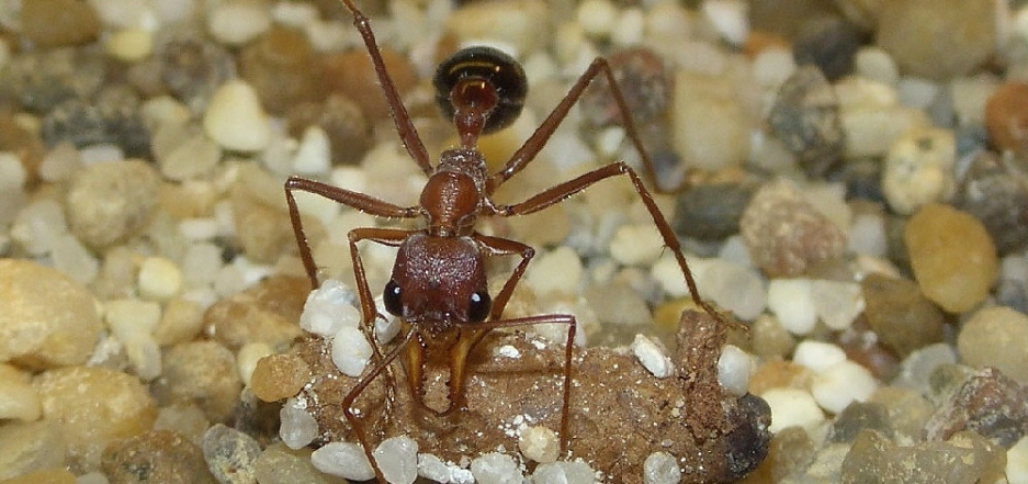 Myrmecia pavida