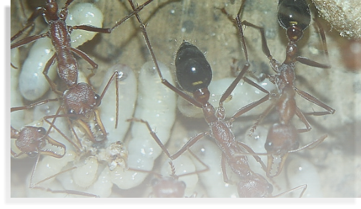 Myrmecia pavida  Ameisenhaltung Ameisenbericht