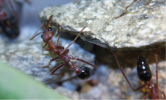Myrmecia pavida