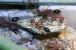 Myrmecia pavida