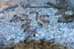 Myrmecia pavida