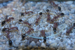 Myrmecia pavida