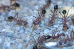Myrmecia pavida