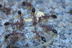 Myrmecia pavida