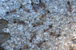 Myrmecia pavida