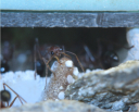 Myrmecia pavida