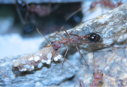 Myrmecia pavida