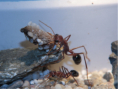 Myrmecia pavida