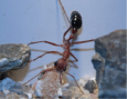 Myrmecia pavida
