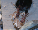 Myrmecia pavida