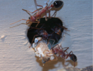 Myrmecia pavida