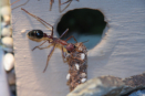 Myrmecia pavida