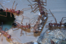 Myrmecia pavida