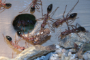 Myrmecia pavida