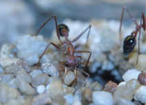 Myrmecia pavida