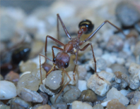 Myrmecia pavida