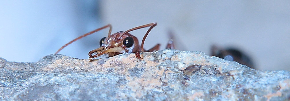 Myrmecia pavida