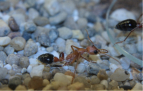 Myrmecia pavida