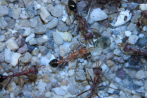 Myrmecia pavida