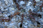 Myrmecia pavida