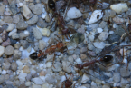 Myrmecia pavida