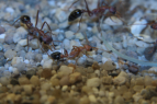 Myrmecia pavida