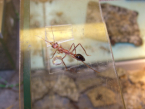Myrmecia pavida