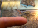 Myrmecia pavida