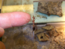 Myrmecia pavida