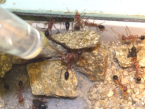 Myrmecia pavida