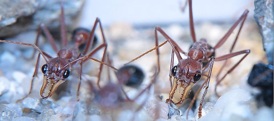 Myrmecia pavida